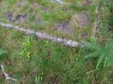 image of grave number 915571